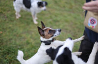 Canon RF 45mm F1.2 STM - recenze - pes