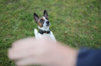 Canon RF 45mm F1.2 STM - recenze - pes