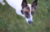 Canon RF 45mm F1.2 STM - recenze - pes