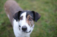 Canon RF 45mm F1.2 STM - recenze - pes