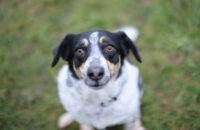 Canon RF 45mm F1.2 STM - recenze - pes