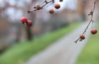 Canon RF 45mm F1.2 STM - detail