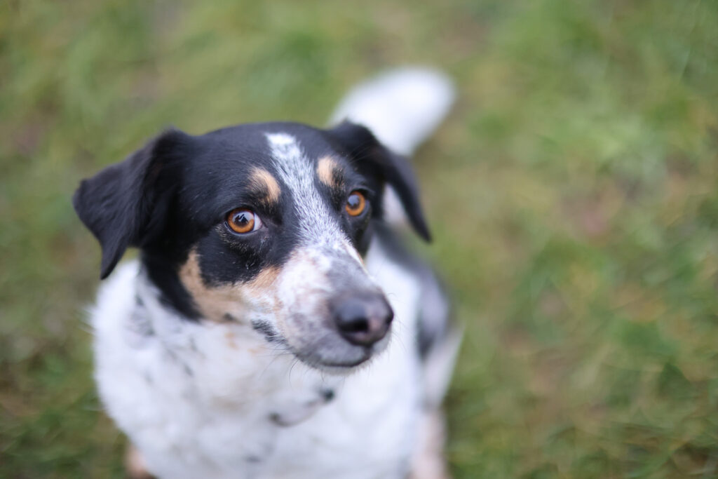 Canon RF 45mm F1.2 STM - recenze - pes