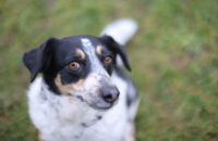 Canon RF 45mm F1.2 STM - recenze - pes