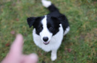 Canon RF 45mm F1.2 STM - recenze - pes