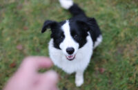 Canon RF 45mm F1.2 STM - recenze - pes