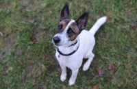 Canon RF 45mm F1.2 STM - recenze - pes