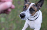 Canon RF 45mm F1.2 STM - recenze - pes