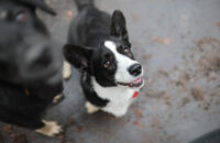 Canon RF 45mm F1.2 STM - recenze - pes