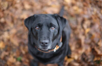 Canon RF 45mm F1.2 STM - recenze - pes