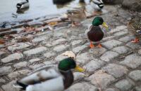 Canon RF 45mm F1.2 STM - recenze - kachna