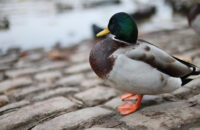 Canon RF 45mm F1.2 STM - recenze - kachna