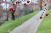 Canon RF 45mm F1.2 STM - detail