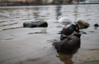 Canon RF 45mm F1.2 STM - recenze - pták