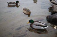 Canon RF 45mm F1.2 STM - recenze - kachna