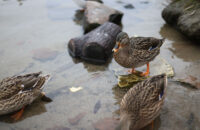 Canon RF 45mm F1.2 STM - recenze - kachna