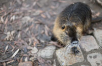 Canon RF 45mm F1.2 STM - recenze - nutrie