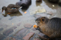 Canon RF 45mm F1.2 STM - recenze - nutrie