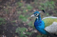 Canon RF 45mm F1.2 STM - recenze - páv