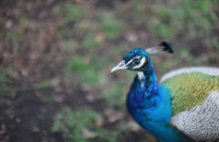 Canon RF 45mm F1.2 STM - recenze - páv