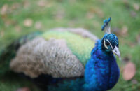 Canon RF 45mm F1.2 STM - recenze - páv