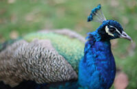 Canon RF 45mm F1.2 STM - recenze - páv