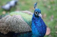 Canon RF 45mm F1.2 STM - recenze - páv