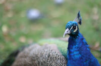 Canon RF 45mm F1.2 STM - recenze - páv