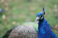 Canon RF 45mm F1.2 STM - recenze - páv