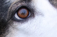 Canon RF 45mm F1.2 STM - recenze - detail