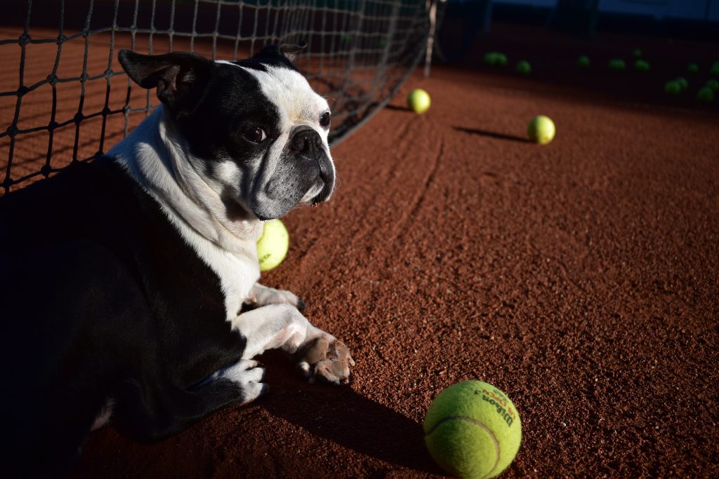 Pes na tenise