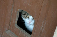 Recenze Google Pixel 9 Pro XL - kočka hledí průzorem