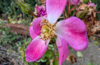 Recenze Google Pixel 9 Pro XL - květina s makrem