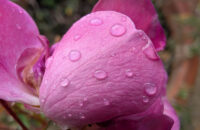 Recenze Google Pixel 9 Pro XL - květina s makrem