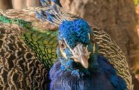 Recenze Google Pixel 9 Pro XL - páv v zahradě