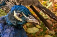 Recenze Google Pixel 9 Pro XL - páv v zahradě