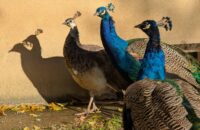 Recenze Google Pixel 9 Pro XL - pávi v zahradě