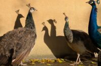 Recenze Google Pixel 9 Pro XL - pávi v zahradě