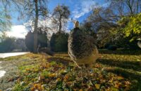 Recenze Google Pixel 9 Pro XL - páv v zahradě