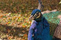 Recenze Google Pixel 9 Pro XL - páv v zahradě