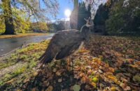 Recenze Google Pixel 9 Pro XL - páv v zahradě