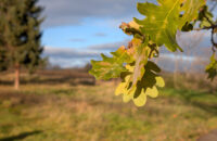 Recenze Google Pixel 9 Pro XL - detaily listu