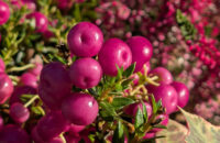 Recenze Google Pixel 9 Pro XL - barevné plody