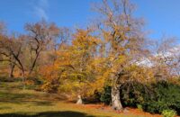 Recenze Google Pixel 9 Pro XL - park na Petříně