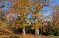 Recenze Google Pixel 9 Pro XL - park na Petříně