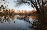 Recenze Google Pixel 9 Pro XL - stromy v západu slunce