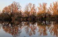 Recenze Google Pixel 9 Pro XL - stromy v západu slunce