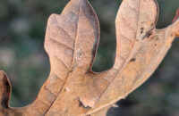 Recenze Google Pixel 9 Pro XL - list