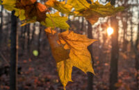 Recenze Google Pixel 9 Pro XL - list při západu slunce