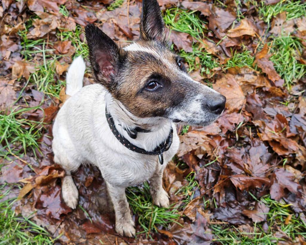 Honor Magic V5 recenze - Pes